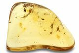 Polished Colombian Copal ( g) - Several Flies! #264351-1